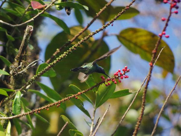 Ecuador and Galapagos wildlife holiday