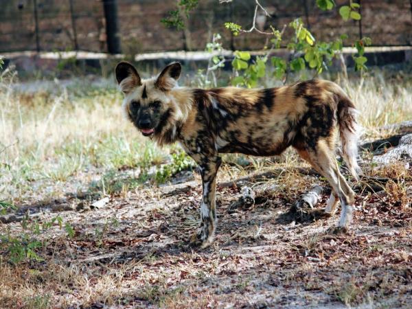 Volunteer with children & animals in South Africa