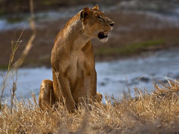Kilimanjaro Climb and Tanzania Safari