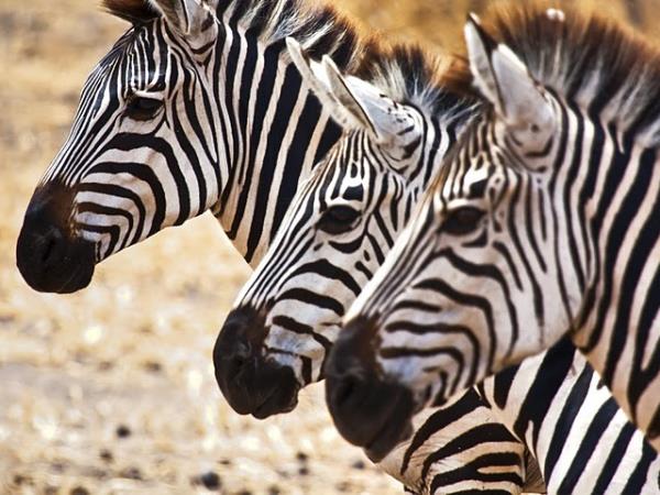 Kilimanjaro Climb and Tanzania Safari