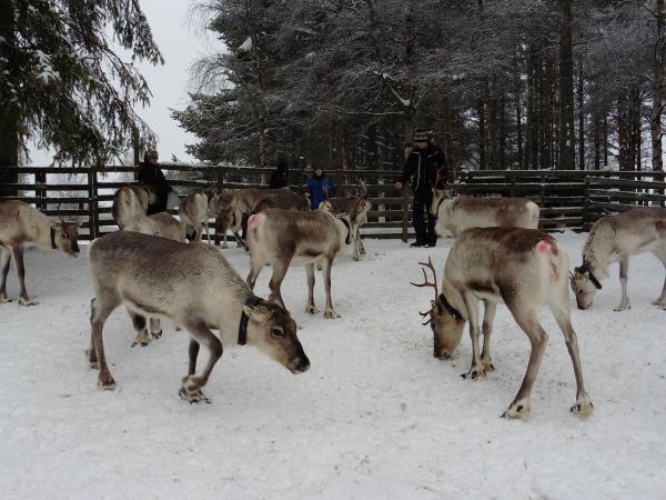 Snowshoeing holiday in Finland