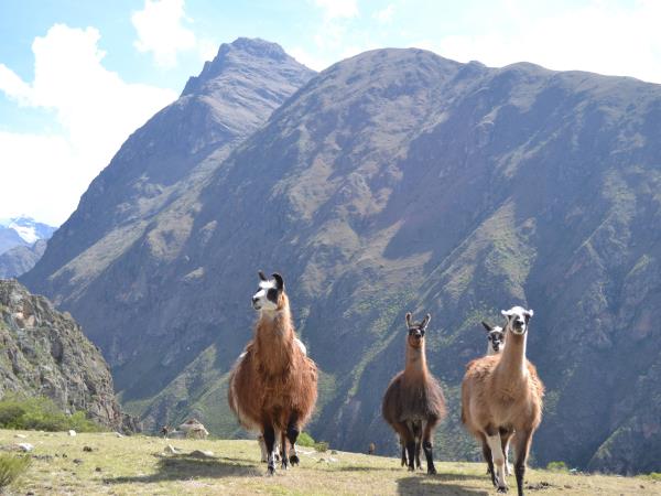 Trekking holiday in Peru