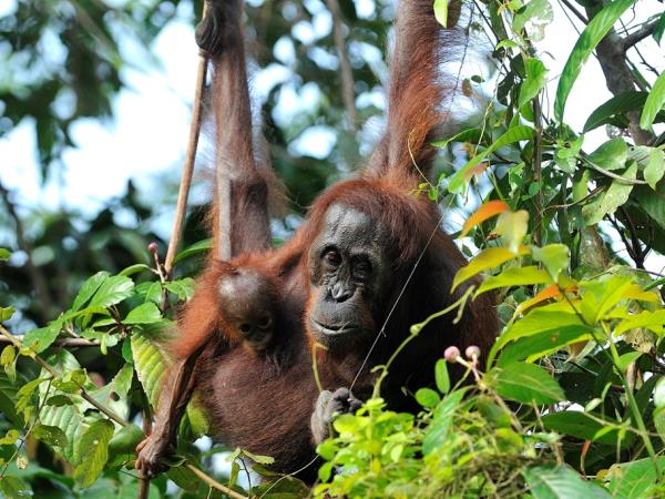 Family volunteering in Borneo