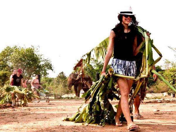 Elephant refuge volunteering in Thailand