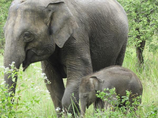 Family volunteering with elephants in Sri Lanka