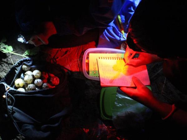 Family volunteering with turtles in Costa Rica