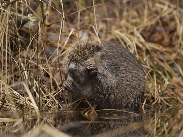 Sweden holidays, Wolves, Moose and Beavers