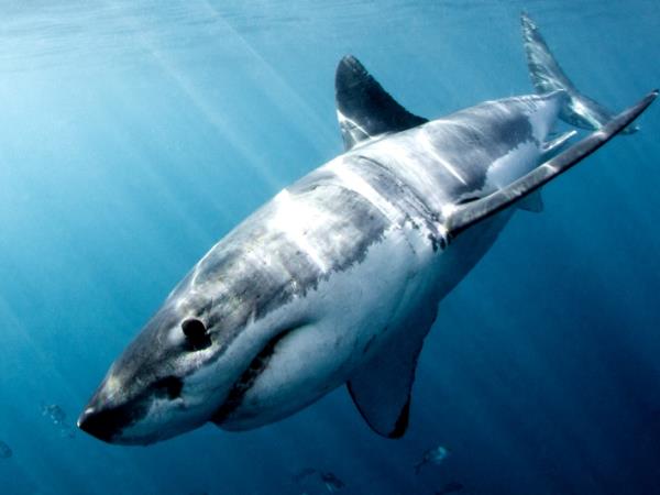 Shark conservation in South Africa