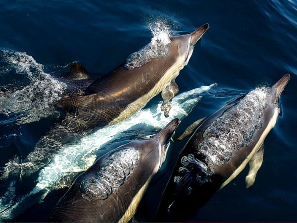 Shark conservation in South Africa
