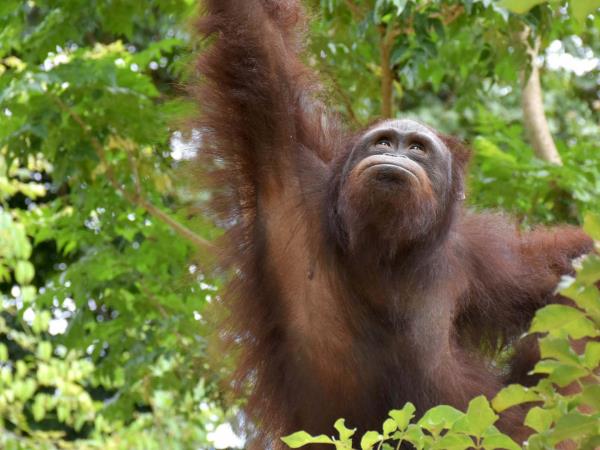 Thailand wildlife sanctuary volunteering holiday