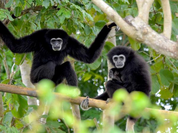 Thailand wildlife sanctuary volunteering holiday