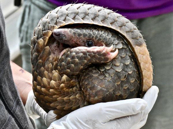 Thailand wildlife sanctuary volunteering holiday