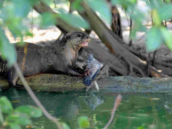Thailand wildlife sanctuary volunteering holiday