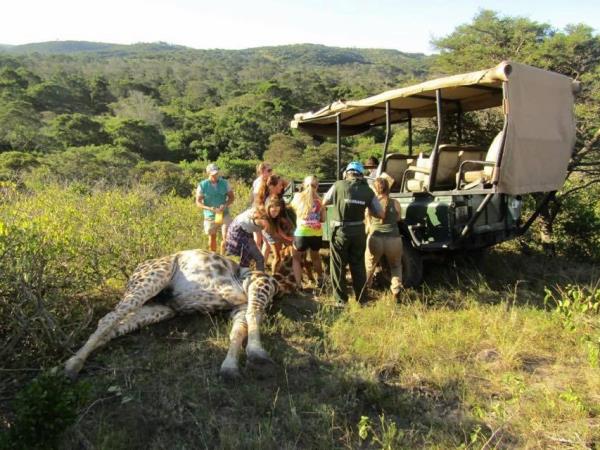 Veterinary internship in Chintsa, South Africa