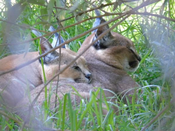 Volunteer at a lion sanctuary in South Africa