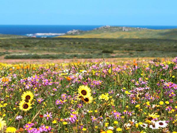 South Africa botanical gardens tour