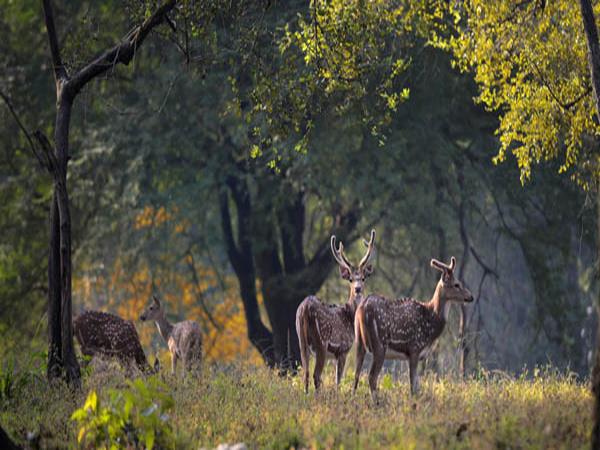 Kanha and Pench NP tour in India