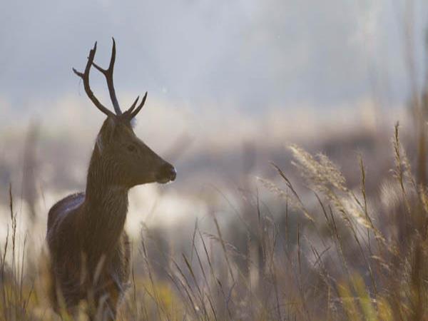 Kanha and Pench NP tour in India
