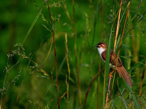 Kanha and Pench NP tour in India