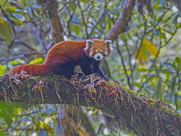 Red Panda and bird tour in India