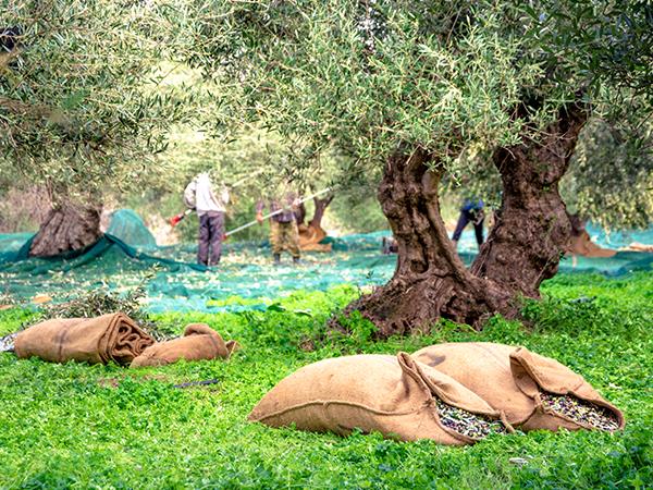 Farm to fork food tour in Greece