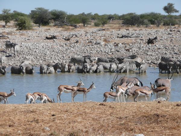 Namibia tailor made safari holidays