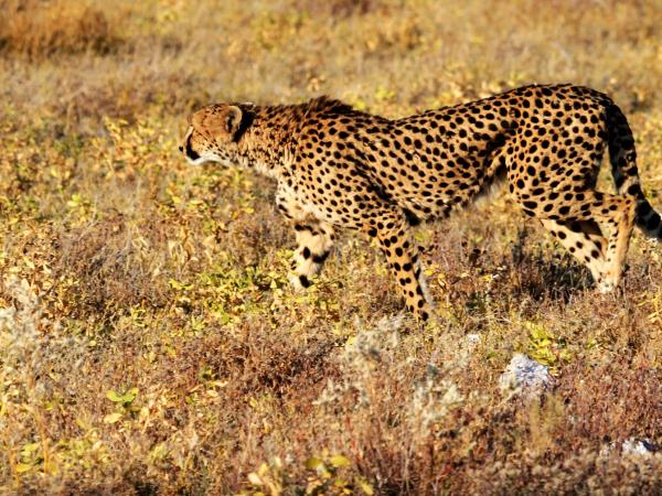 Namibia tailor made safari holidays