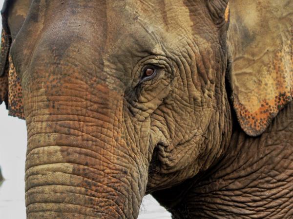 Elephant conservation volunteering in Laos