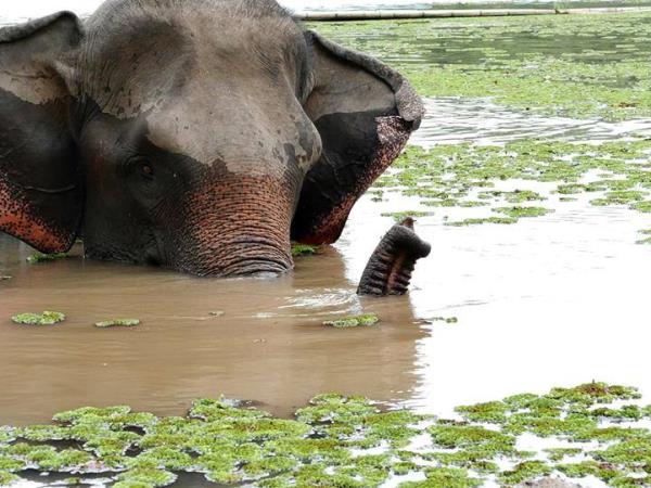 Elephant conservation volunteering in Laos
