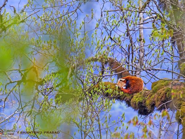 Red Panda and bird tour in India
