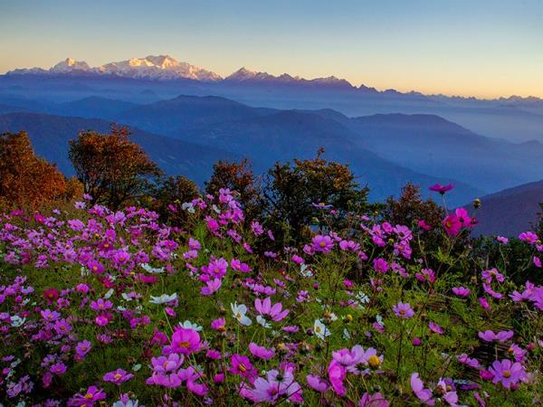 Red Panda and bird tour in India