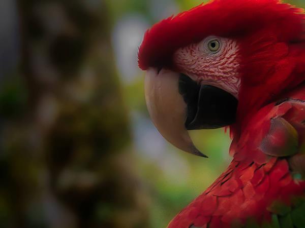 Ecuador wildlife sanctuary volunteering