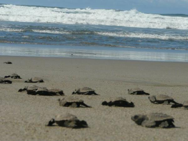 Volunteer with turtles in Costa Rica