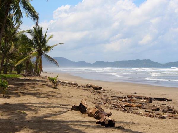 Volunteer with turtles in Costa Rica