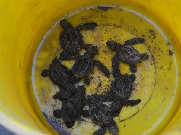 Volunteer with turtles in Costa Rica