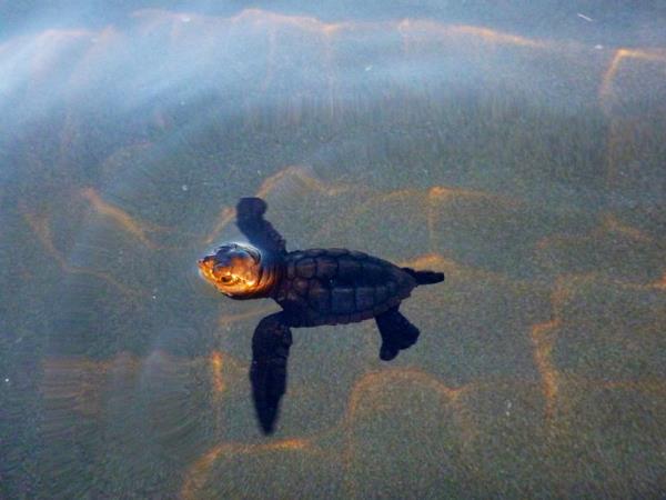 Volunteer with turtles in Costa Rica