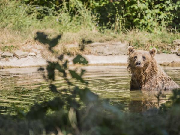 Volunteering with bears in Romania
