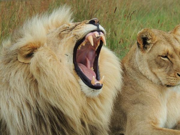 South Africa wildlife volunteering holiday