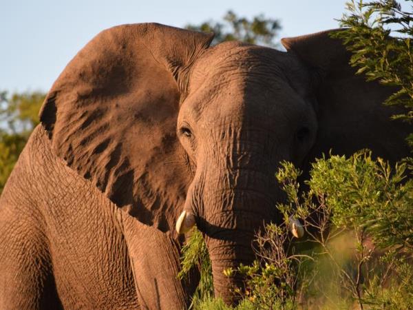 South Africa wildlife volunteering holiday