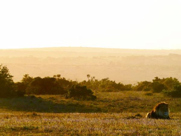 South Africa wildlife volunteering holiday