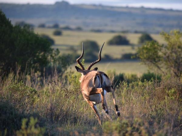 South Africa wildlife volunteering holiday