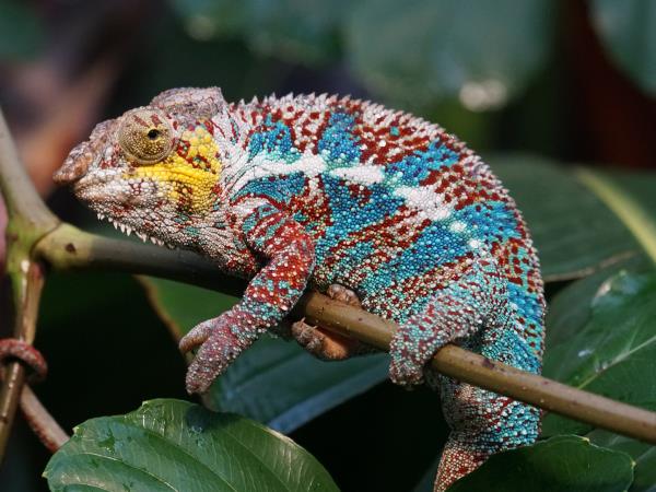 Private Madagascar holidays
