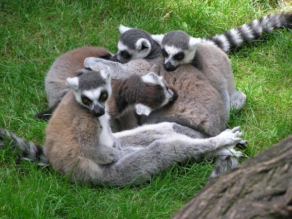 Madagascar barge holiday on the Tsiribihina River
