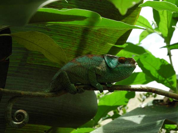 Madagascar barge holiday on the Tsiribihina River
