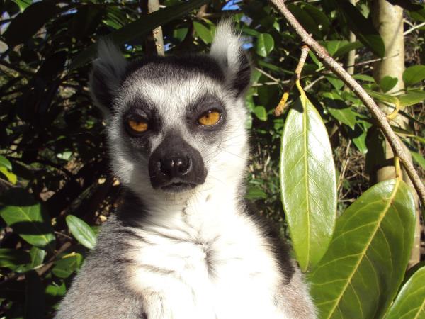 Madagascar barge holiday on the Tsiribihina River