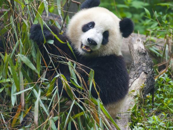 China family holiday, 15 days
