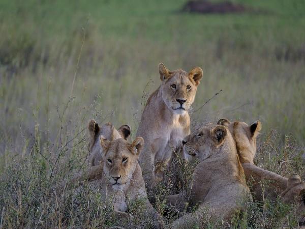 Northern Tanzania safari holiday
