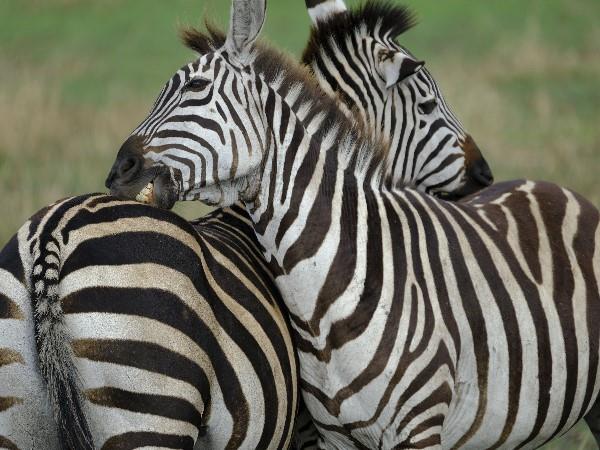 Northern Tanzania safari holiday