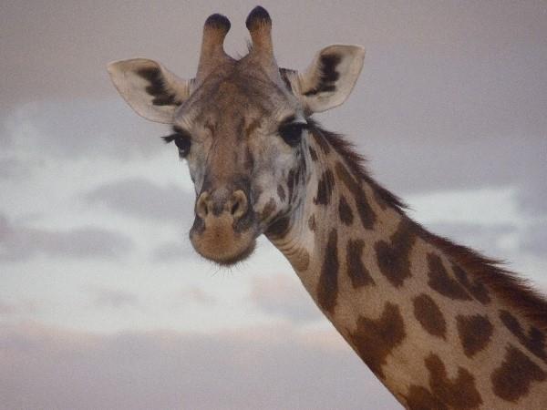 Tanzania family safari & beach holiday