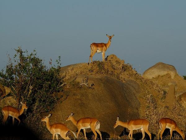 Tanzania family safari & beach holiday